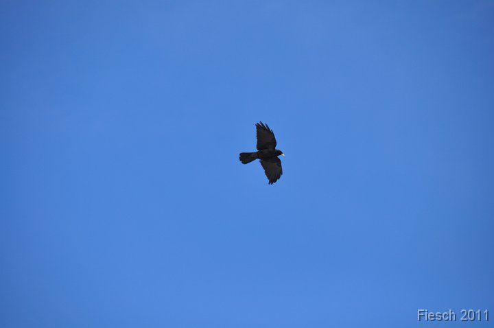 DSC_0184 