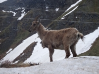 DSC05861  eine Gemse auf der Val Bedretto Seite des Nufenen, keine zwei Meter Abstand! BAV Regel nicht eingehalten