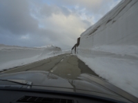 DSC05872  Zwischen beeindruckenden Schneemauern den Nufenen hoch