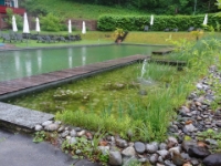 DSC05978  Der Schwimmteich im frühmorgenlichen Regen