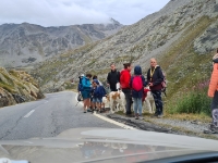 20220814 161148  Bernhardiner Hunde