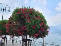 die Bäume am See blühen